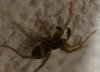 Pardosa sp.